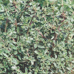 Thyme 'Silver' - 4