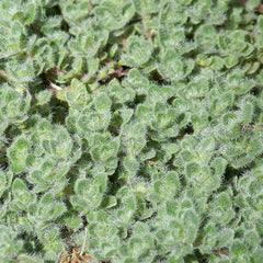 Thyme 'Wooly' - 4