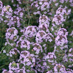 Thyme 'Doone Valley' - 4