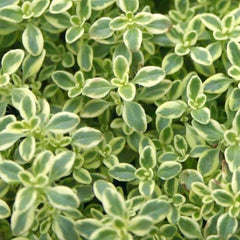 Thyme 'Highland Cream' - 4