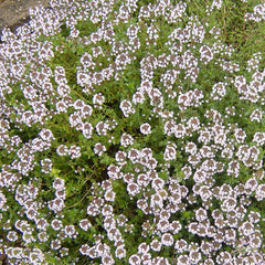Thyme 'Hiho Silver' - 4