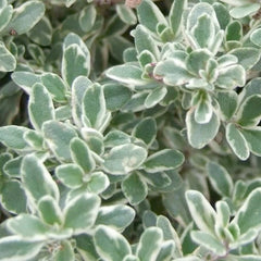 Thyme 'Lemon Silver' - 4