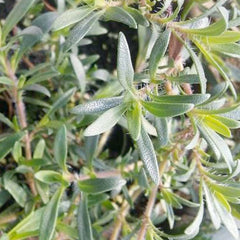 Thyme 'Lemonade' - 4