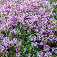 Thyme 'Magic Carpet' - 4