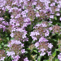 Thyme 'Pink Ripple' - 4
