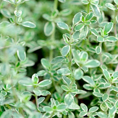 Thyme 'Silver Edge' - 4