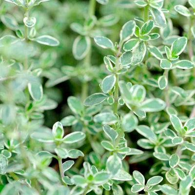 Thyme 'Silver Edge' - 4" Pot