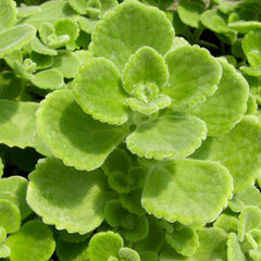 Thyme 'Spanish' - 4