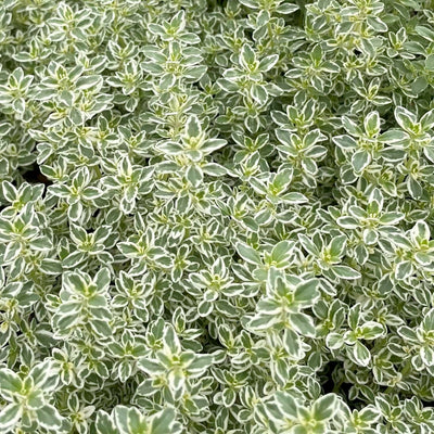 Thyme 'Sparkling Bright' - 4" Pot