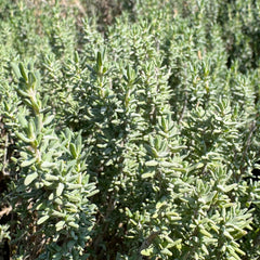 Thyme 'Winter' - 4