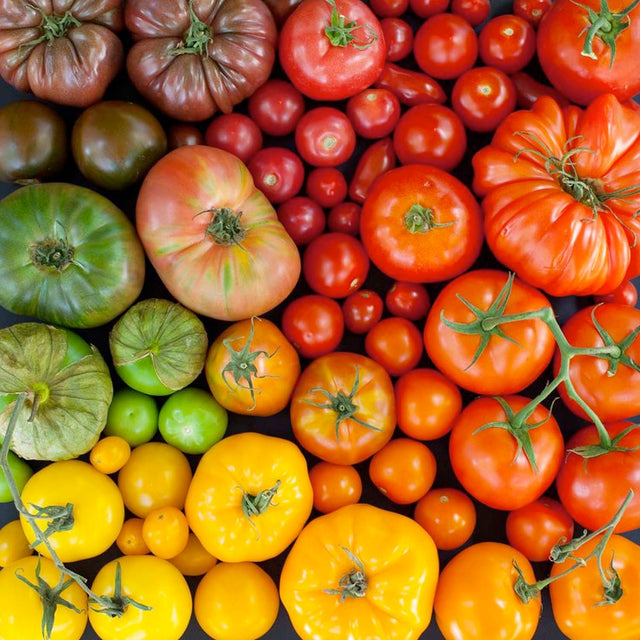 Second Class Tomatoes Tomatoes – Roger's Gardens