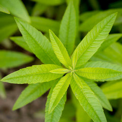 Verbena 'Lemon' - 4