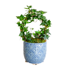 Ivy Ring in Blue Diamond Pot
