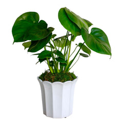 Monstera Deliciosa in White Fluted Pot