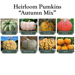 Pumpkinscape Autumn Mix - Pumpkins