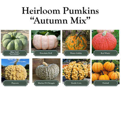 Pumpkinscape Patio Package- Heritage Harvest Blend
