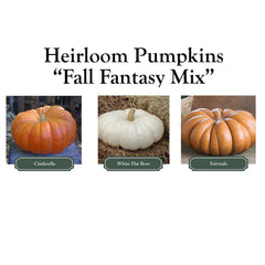 Pumpkinscape Fall Fantasy Mix - Pumpkins