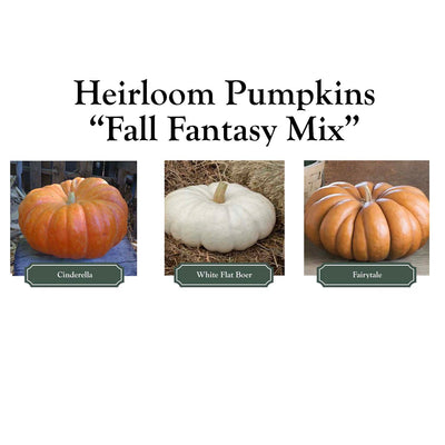 Pumpkinscape Fall Fantasy Mix - Large