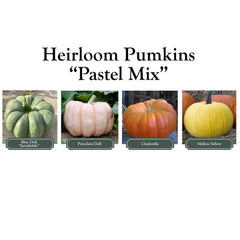 Pumpkinscape Pastel Mix - Garden Accents