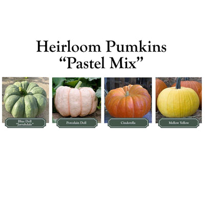 Pumpkinscape Pastel Mix - Large