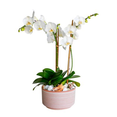 Orchids & Shells in Low Ribbed Bowl