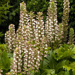 Acanthus 'Oak Leaf' - Oak Leaf Acanthus - 5 Gallon