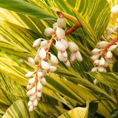 Alpinia zerumbet 'Variegata' - Variegated Shell Ginger - 5 Gallon