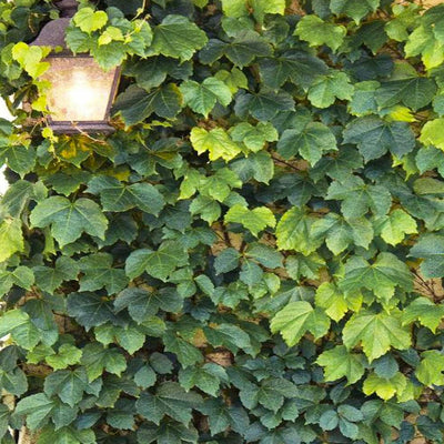 Parthenocissus 'Green Showers' - Green Showers Boston Ivy - 1 Gallon