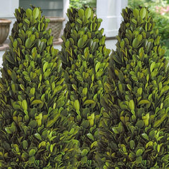 Buxus 'Winter Gem' - Winter Gem Boxwood - 5 Gallon