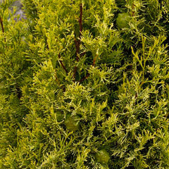 Cupressus 'Swane's Golden' - Swane's Golden Italian Cypress - 5 Gallon