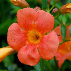 Bignonia 'Tangerine' - Tangerine Trumpet Flower - 5 Gallon