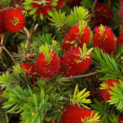 Callistemon 'Little John' - Little John Dwarf Bottlebrush - 1 Gallon