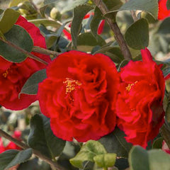 Camellia 'Kramer'S Supreme' - Kramer's Supreme Camellia - 5 Gallon