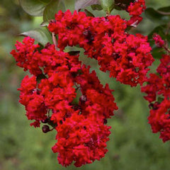 Lagerstroemia 'Dynamite'® - Dynamite Crape Myrtle - Patio Tree - 5 Gallon