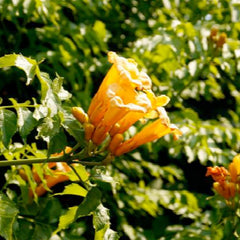 Campsis flava - Campsis Trumpet Vine - 5 Gallon