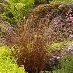 Carex buchananii - Fox Red Curly Sedge - 1 Gallon