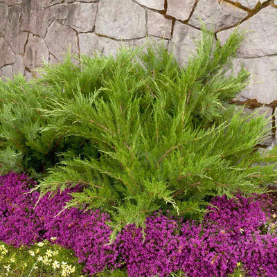 Juniperus chin. 'Mint Julep'® - Mint Julip Juniper - Spiral - 7 Gallon