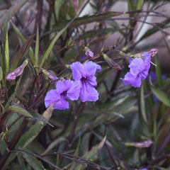 Ruellia brittoniana - Mexican Petunia - 1 Gallon