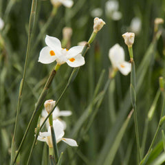 Dietes X 'Nola Alba'® PP - Katrina African Iris - 1 Gallon