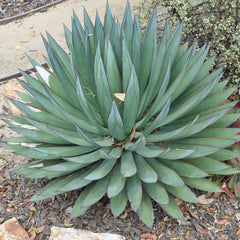 Agave 'Blue Glow' - Blue Glow Agave - 1 Gallon