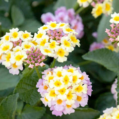 Lantana Camara 'Mary Ann' - Mary Ann Lantana - 1 Gallon