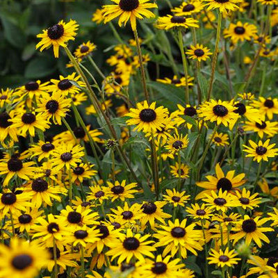 Rudbeckia 'Early Bird Gold' PP - Early Bird Gold Rudbeckia - 1 Gallon