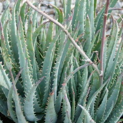 Aloe 'Blue Elf' - Blue Elf Aloe - 1 Gallon