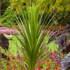 Cordyline indivisa - Blue Dracaena Palm - 1 Gallon