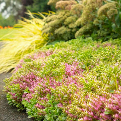 Sedum 'John Creech' - John Creech Sedum - 1 Gallon