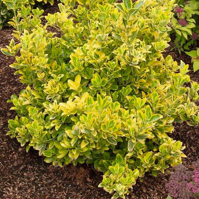 Euonymus j. 'Aureo-Marginatus' - Golden Euonymus - 2 Gallon