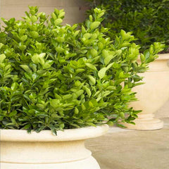 Euonymus j. 'Grandifolius' - Japanese Euonymus - Espalier - 5 Gallon