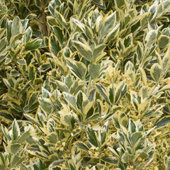 Euonymous 'Silver King' - Silver King Euonymus - 5 Gallon