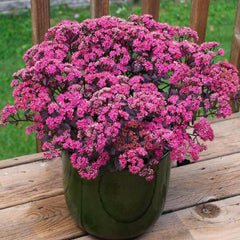 Sedum'® PP Dazzleberry'® PP - Dazzleberry Sedum - 1 Gallon