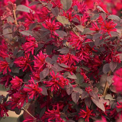 Loropetalum 'Ever Red'® - Ever Red Fringe Flower - 5 Gallon